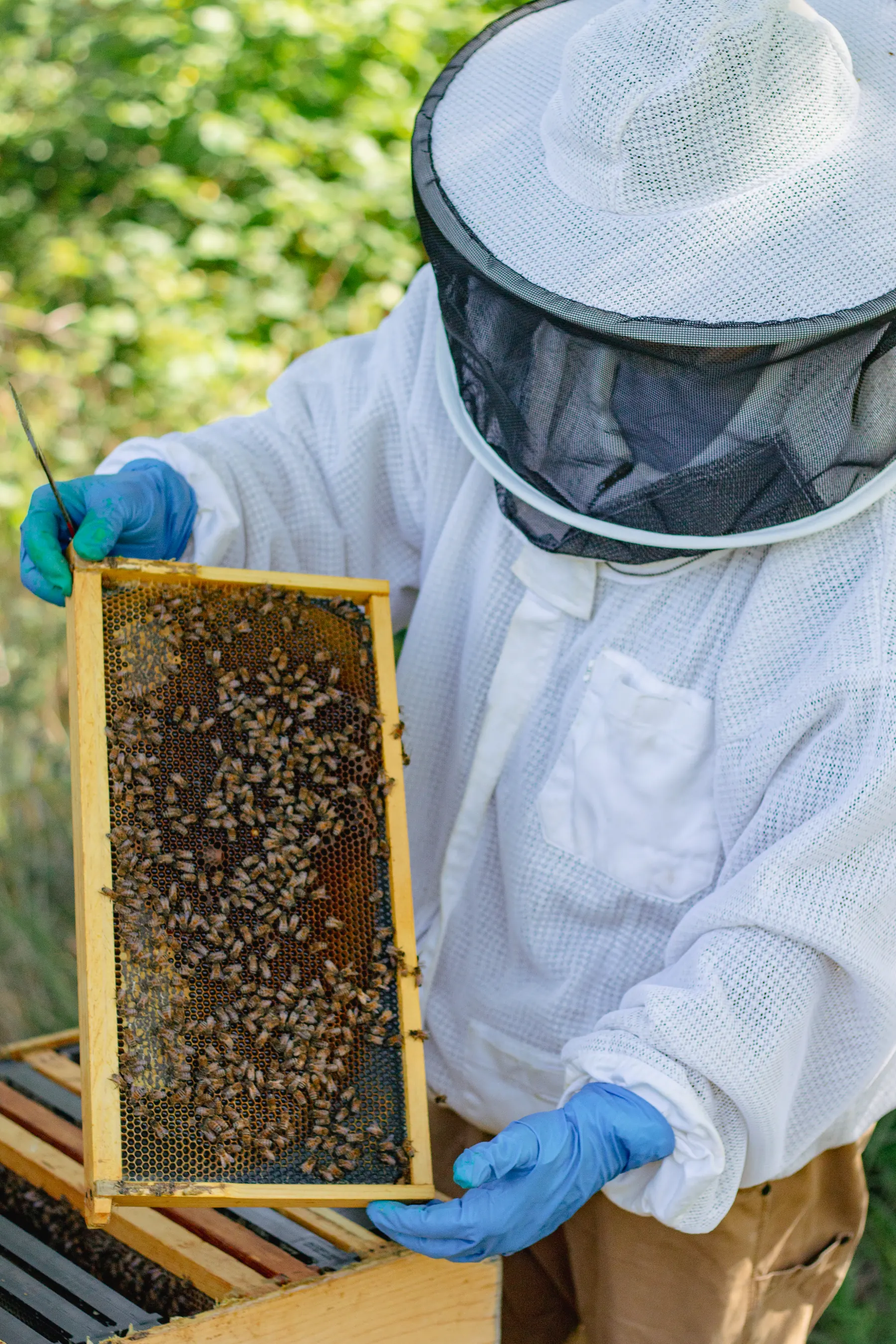A beekeeper in a white suit and blue gloves holding a honeycomb frame covered in bees over an open hive.