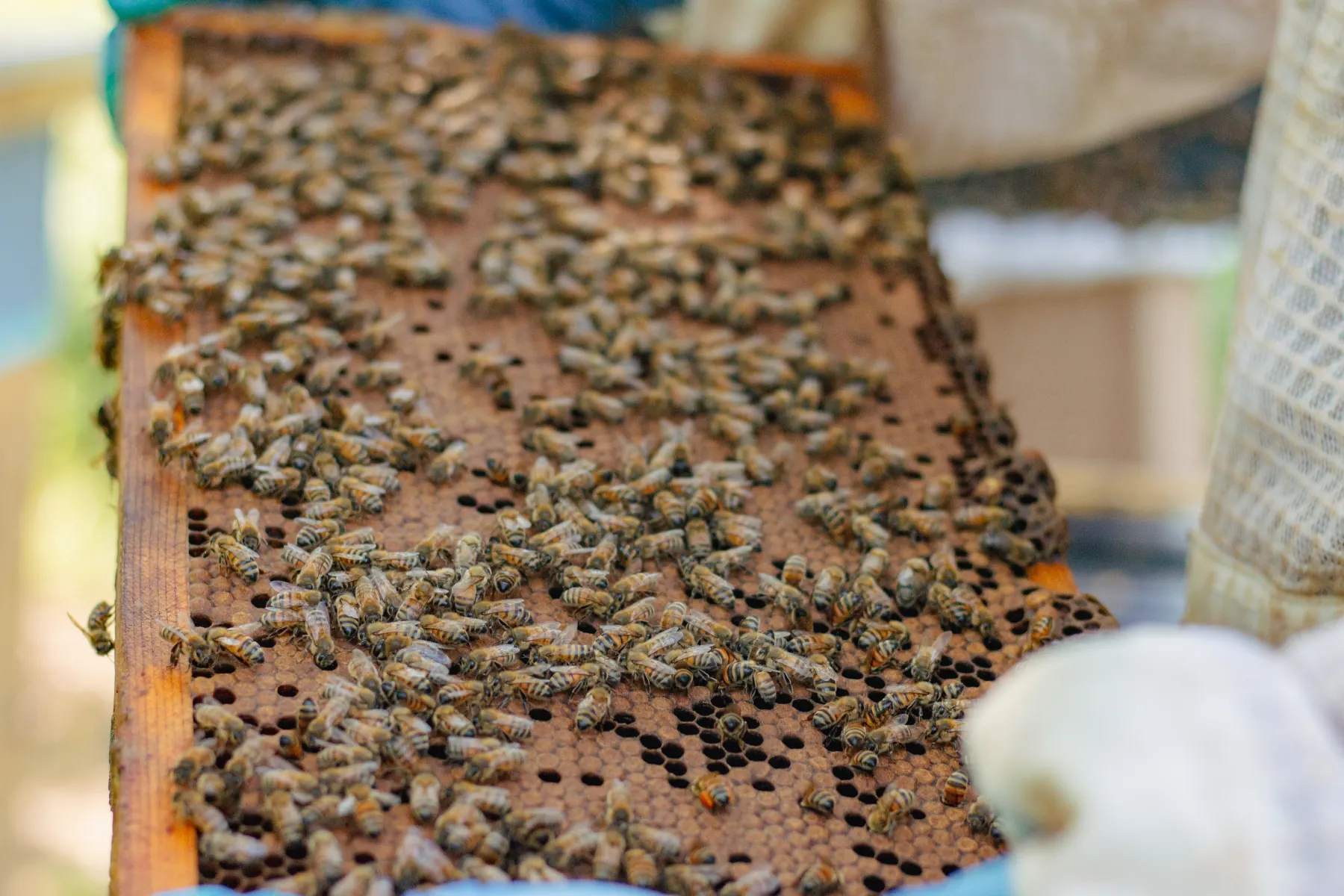 Close-up of honeybees covering a dark honeycomb frame held during a backyard hive inspection.