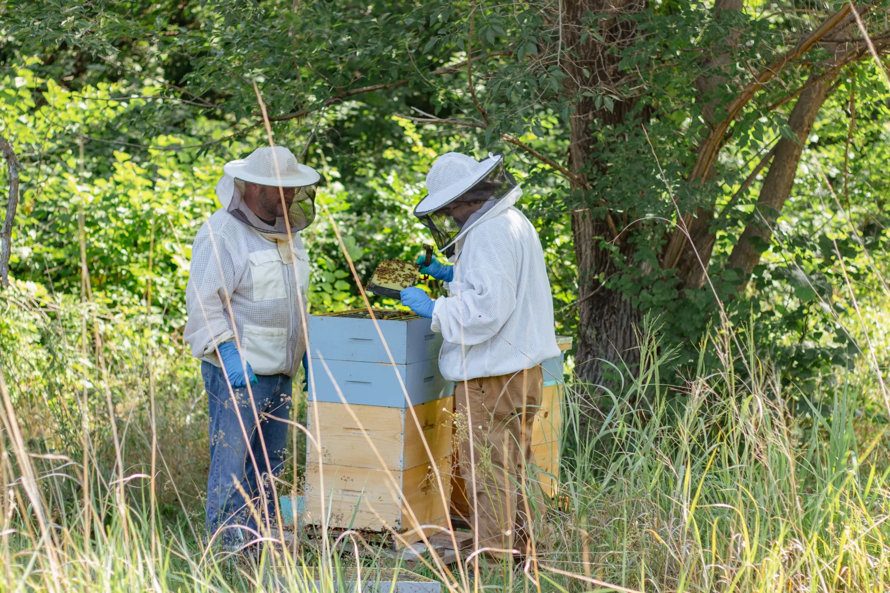 Jimmy Hughes and Jimmy Neal inspecting a blue and wood Langstroth hive in a grassy Oklahoma yard.