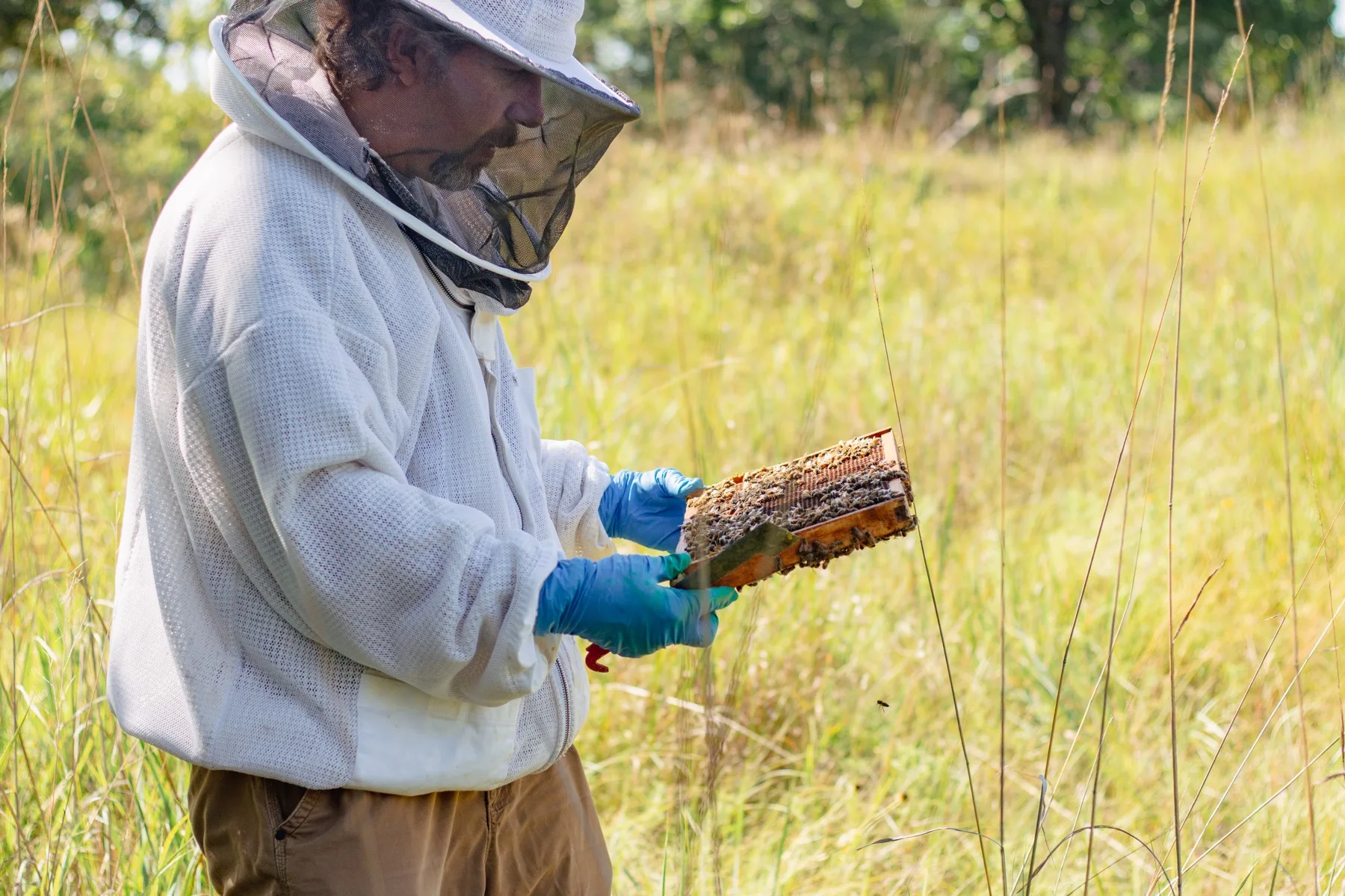 Jimmy Hughes in a veiled suit inspecting a honeycomb frame covered in bees in a grassy Oklahoma field.