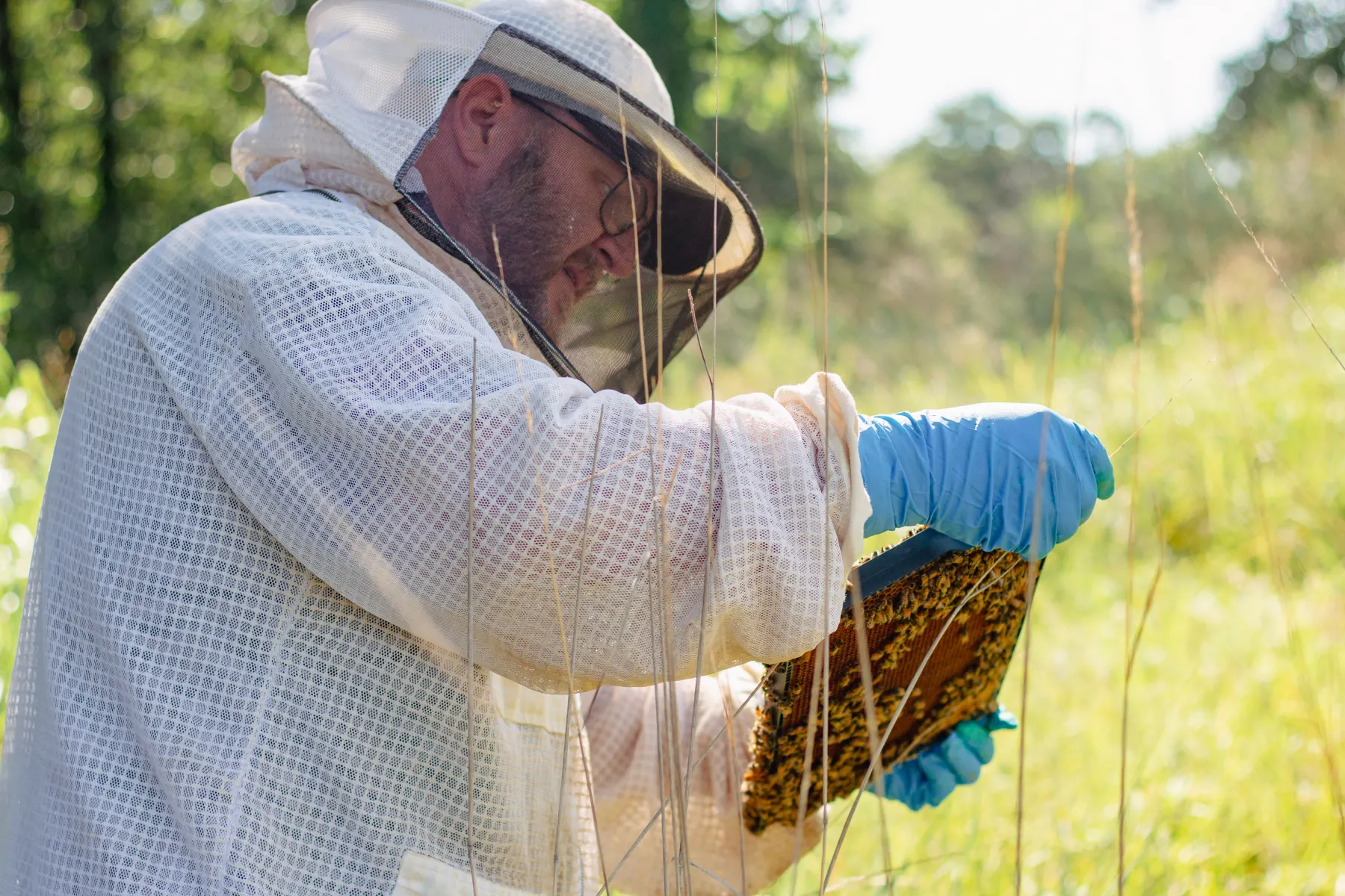 Jimmy Neal in a veiled beekeeping suit inspecting a frame of bees in a sunny field.