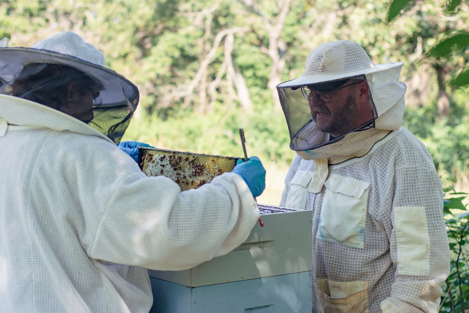 Two veiled beekeepers inspecting a honeycomb frame covered in bees together at the hive.